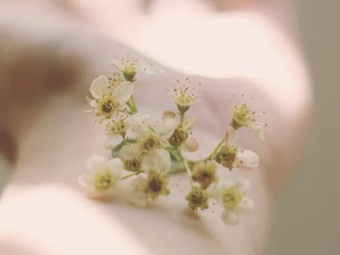 Flores blancas apoyadas sobre un antebrazo