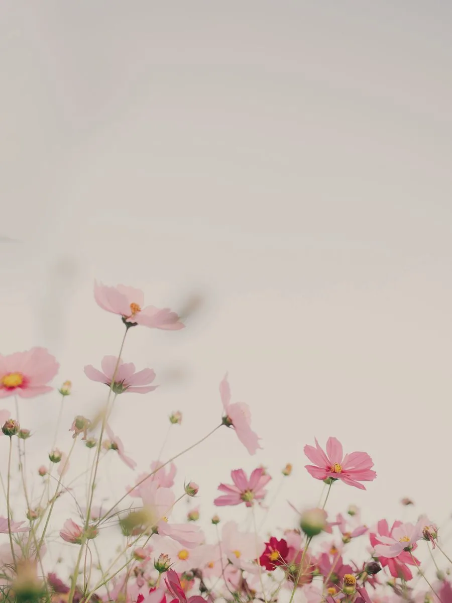 Flores de cosmos rosadas contra un cielo claro