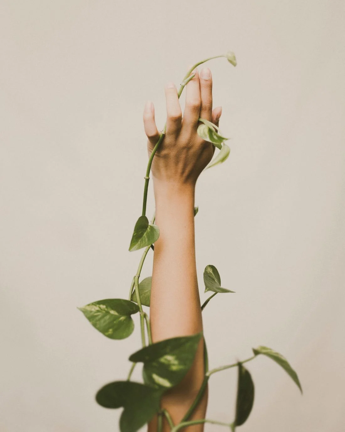 Una mano sostiene el tallo de una planta
