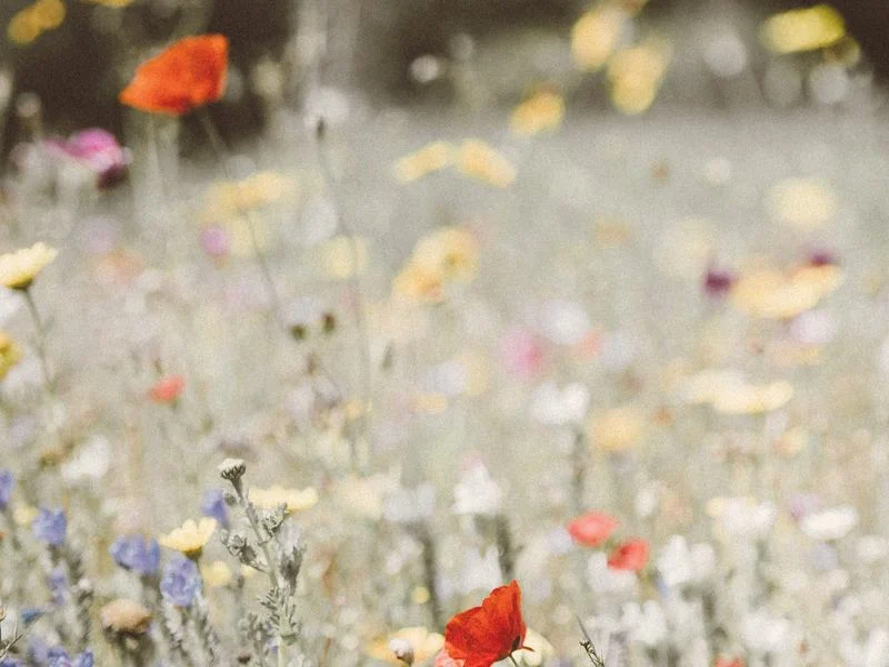 Un prado de flores silvestres con amapolas